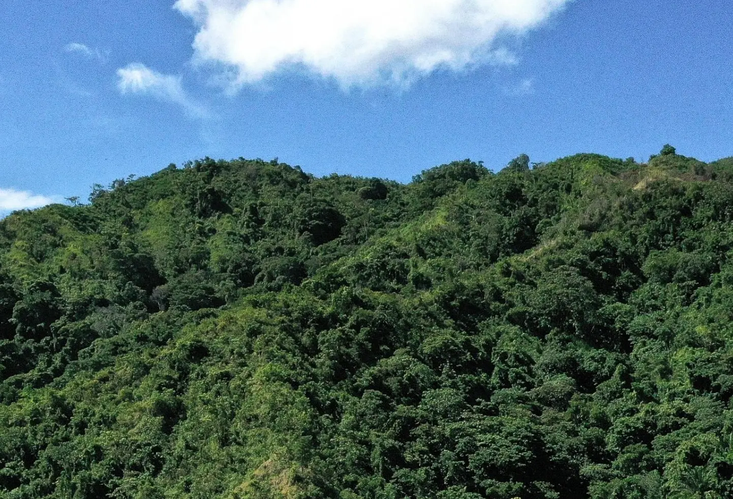 TheDoubleF sostiene Treedom